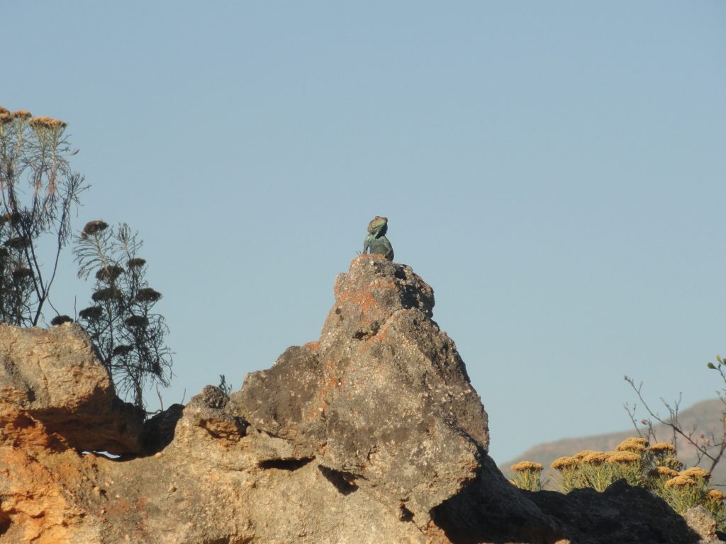 Lizard Cederberg Western Cape South Africa