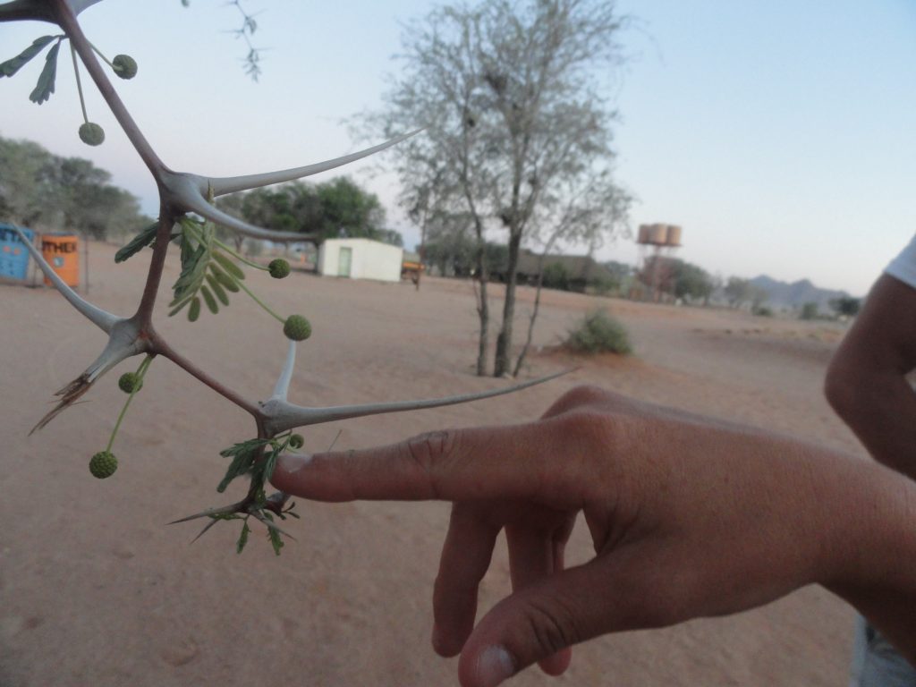 Thorns Namibia Africa