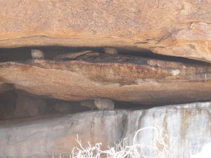 Dassies Spitzkoppe Namibia Africa