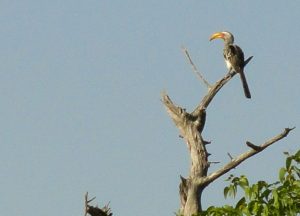 Hornbill Etosha National Park Namibia Africa