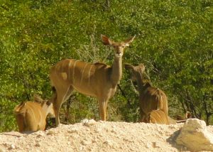 Kudu Etosha National Park Namibia Africa