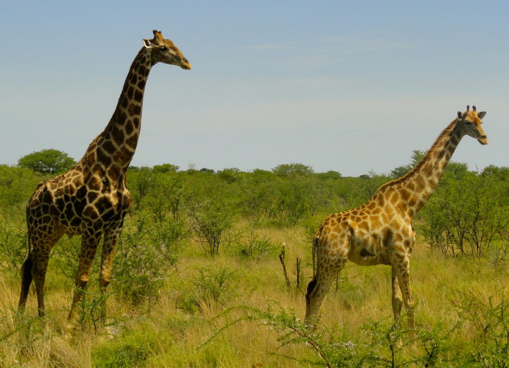 Giraffe Etosha National Park Namibia Africa