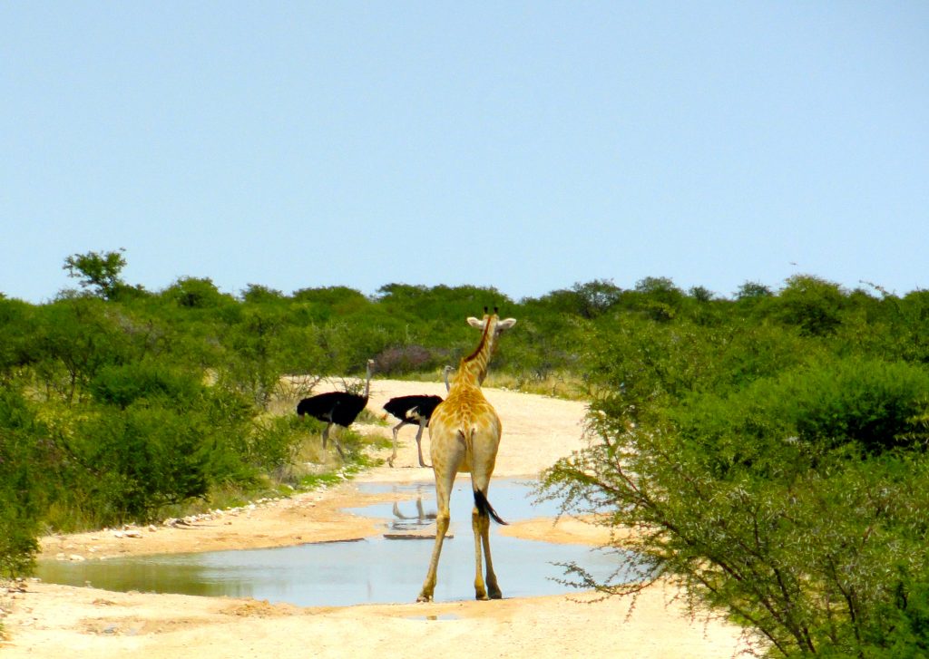 Giraffe Etosha National Park Namibia Africa