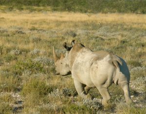 Rhino Etosha National Park Namibia Africa