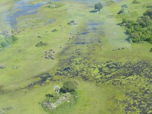 Okavango Delta Botswana Africa view from above