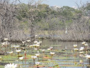 Okavango Delta Botswana Africa