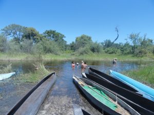 Swimming Okavango Delta Botswana Africa