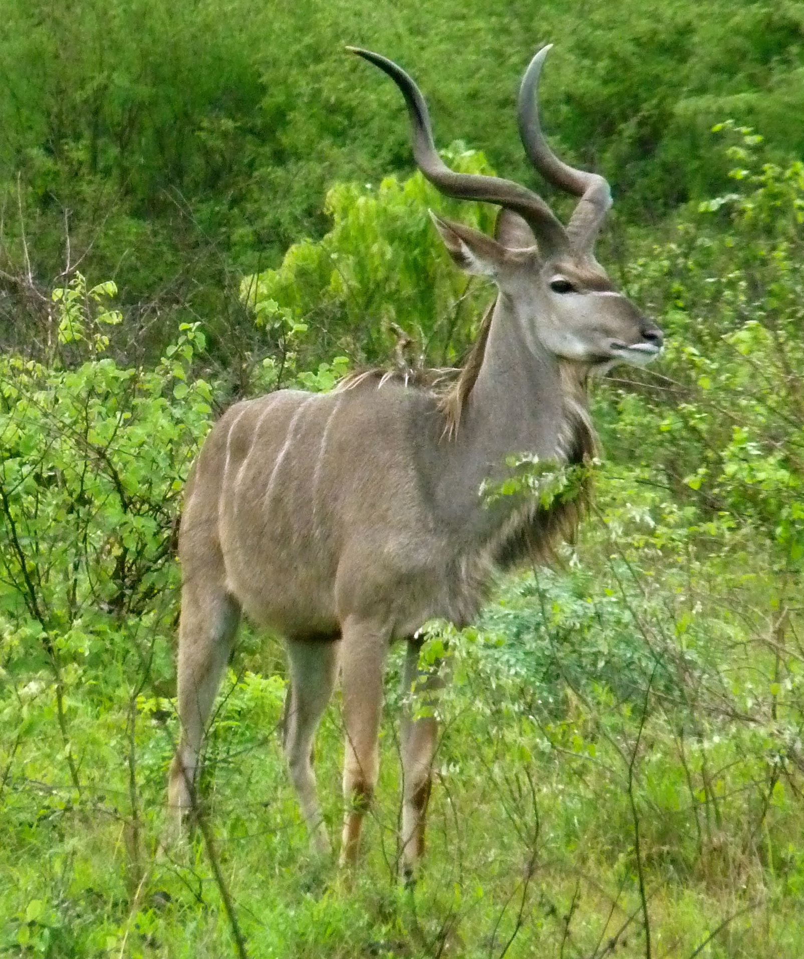 Kudu Kruger National Park South Africa