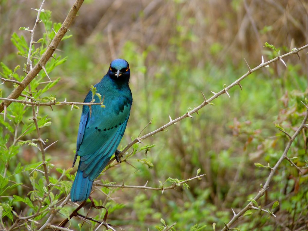 Kruger National Park South Africa