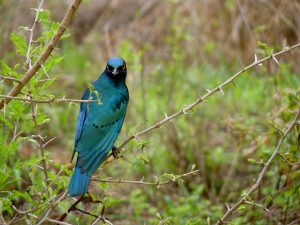 Kruger National Park South Africa