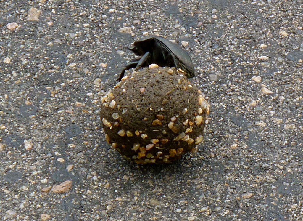 Dung Beetle Kruger National Park South Africa