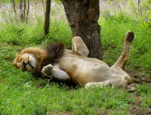 Lion Kruger National Park South Africa