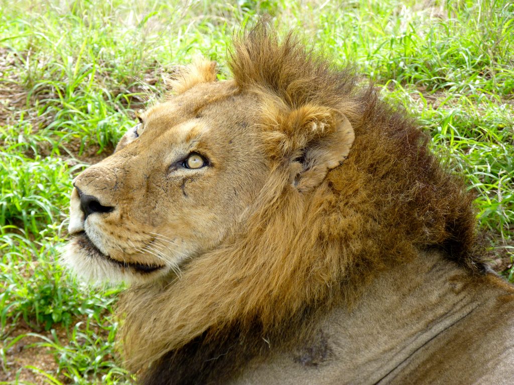 Lion Kruger National Park South Africa