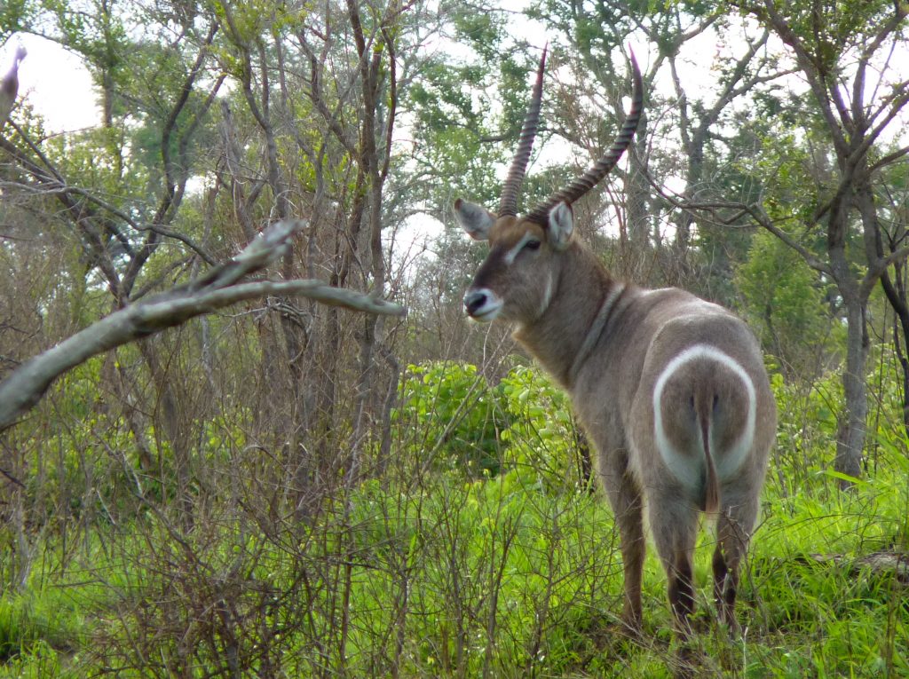 Waterbuck Kruger National Park South Africa