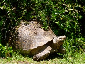 Tortoise Addo Elephant National Park South Africa