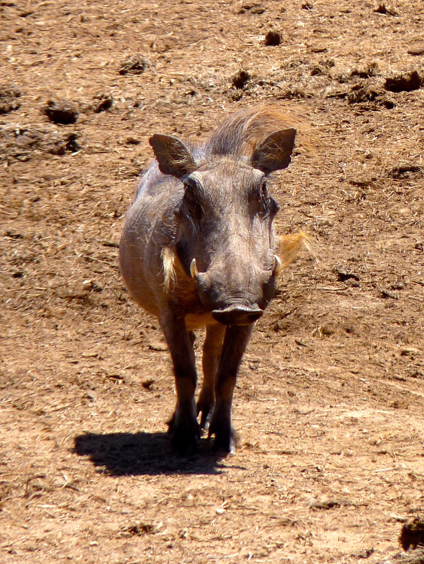 Warthog Addo Elephant National Park South Africa