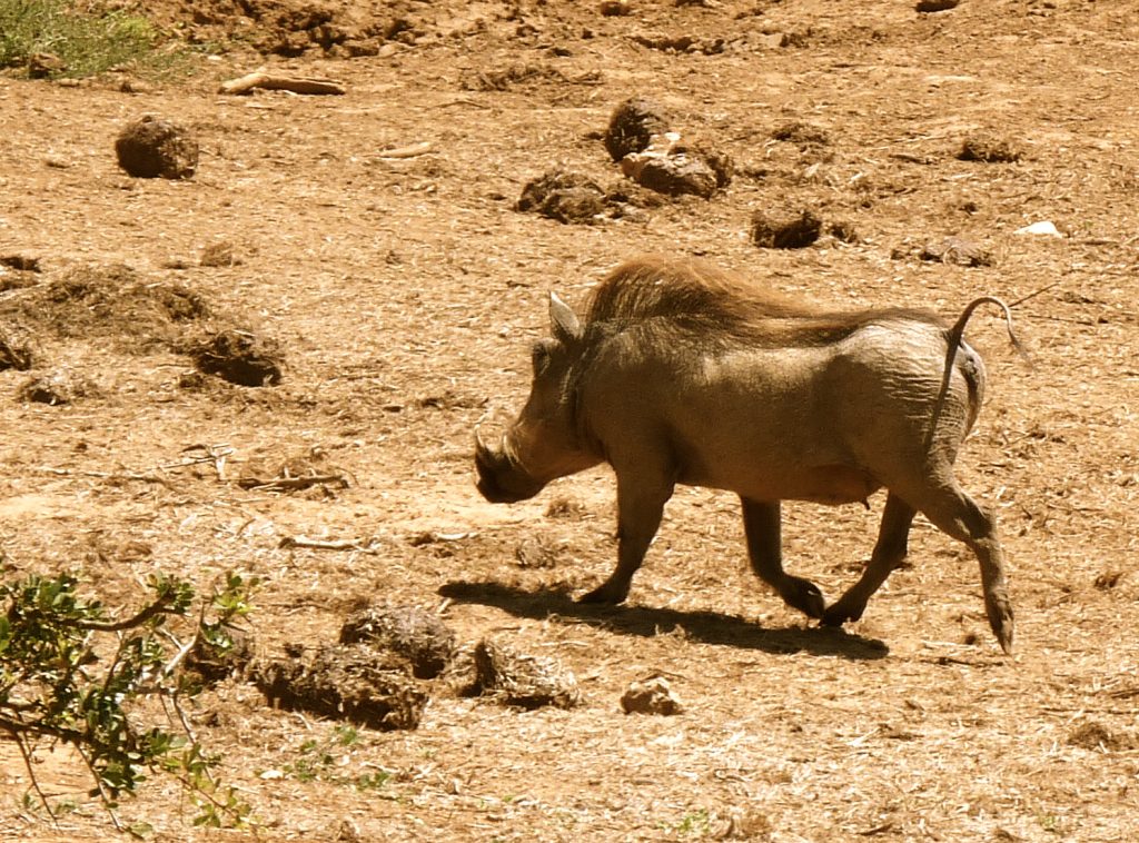 Warthog Addo Elephant National Park South Africa