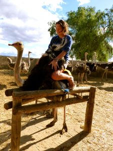 Ostrich Farm Oudsthoorn South Africa