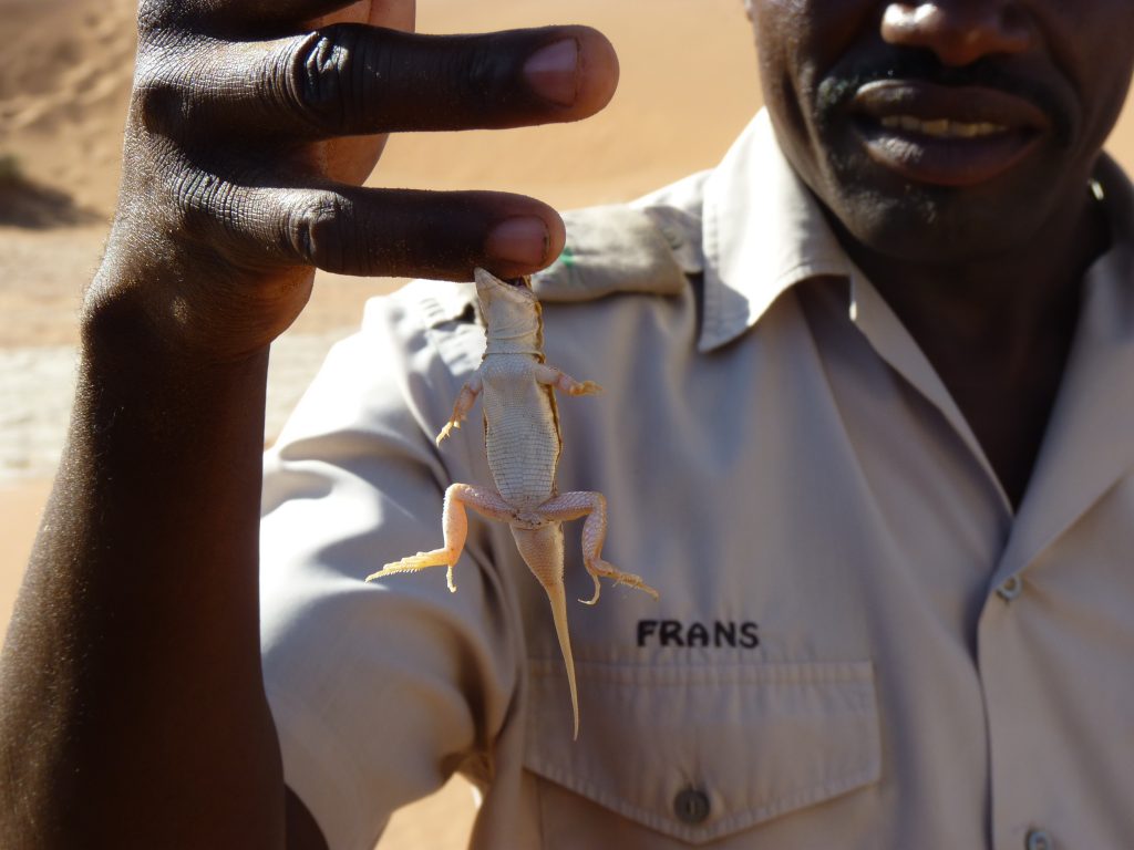 Lizard Sossusvlei Namib Desert Namibia Africa