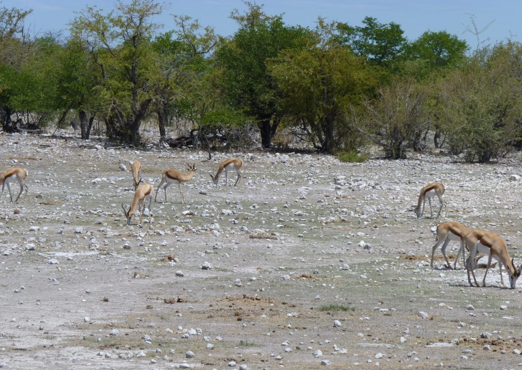 Springbok Etosha National Park Namibia Africa