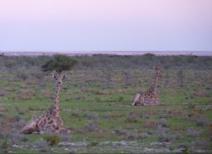 Giraffe Etosha National Park Namibia Africa