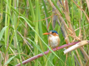 Kingfisher Chobe National Park Botswana Africa