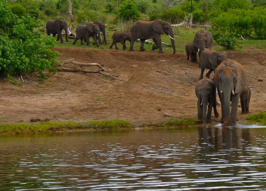 Elephant Chobe National Park Botswana Africa