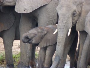 Elephant Chobe National Park Botswana Africa