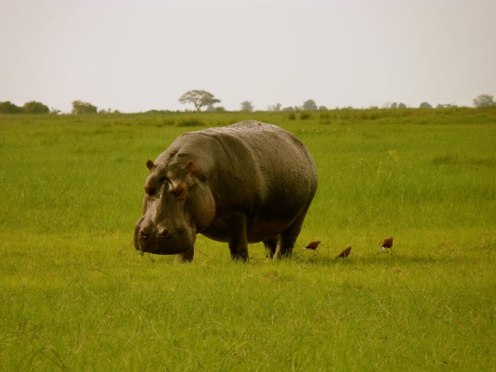 Hippo Chobe National Park Botswana Africa