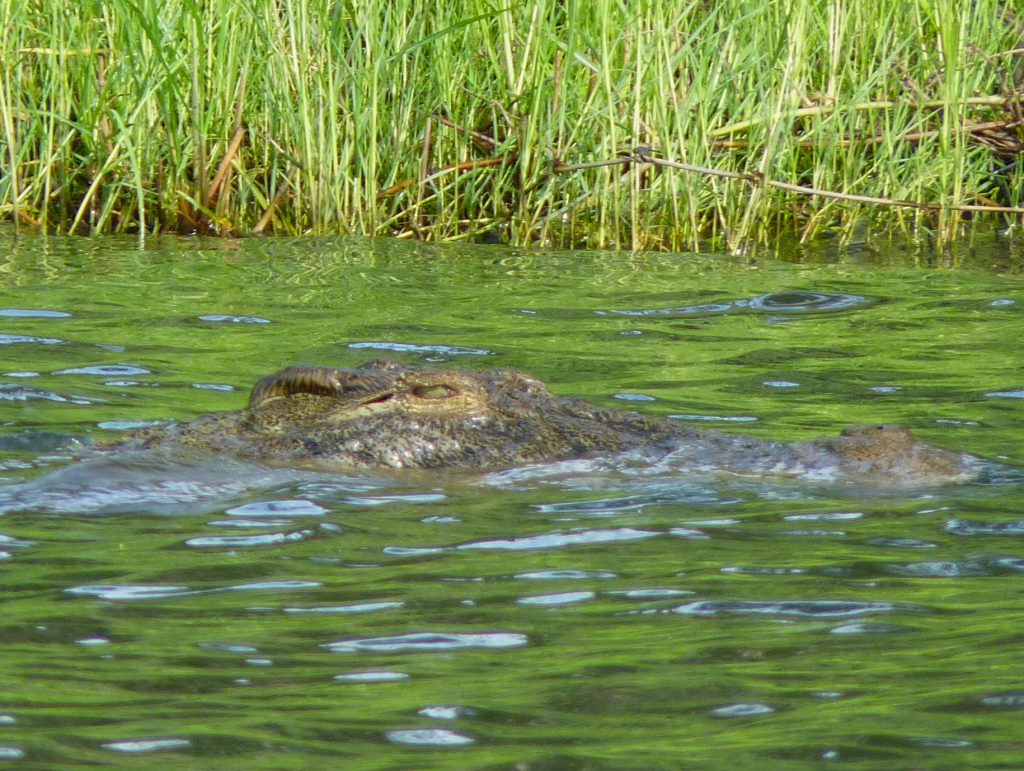 Crocodile Chobe National Park Botswana Africa