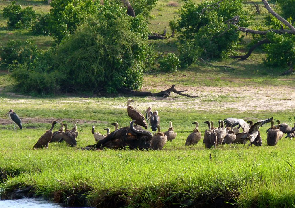 Vultures Chobe National Park Botswana Africa