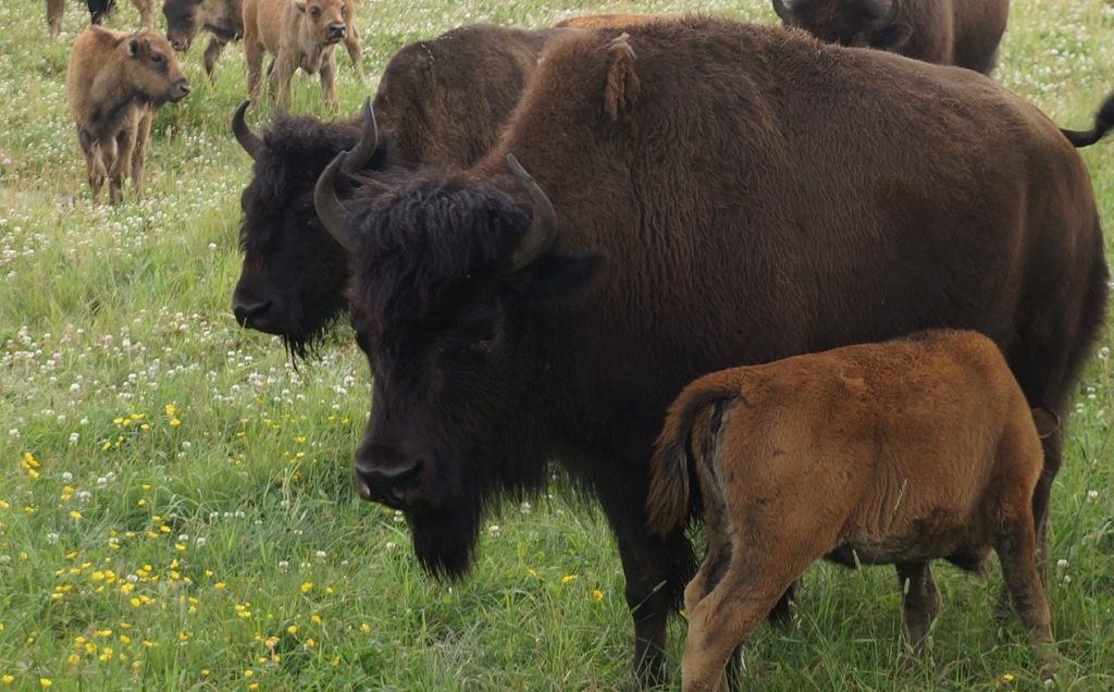 Bison Elk Island National Park