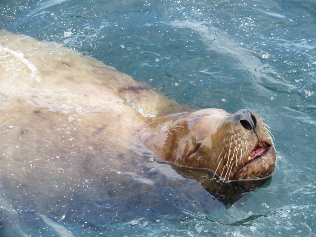 Sea Lion Kodiak Island Alaska United States of America USA