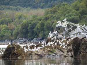 Kodiak Island Alaska United States of America USA