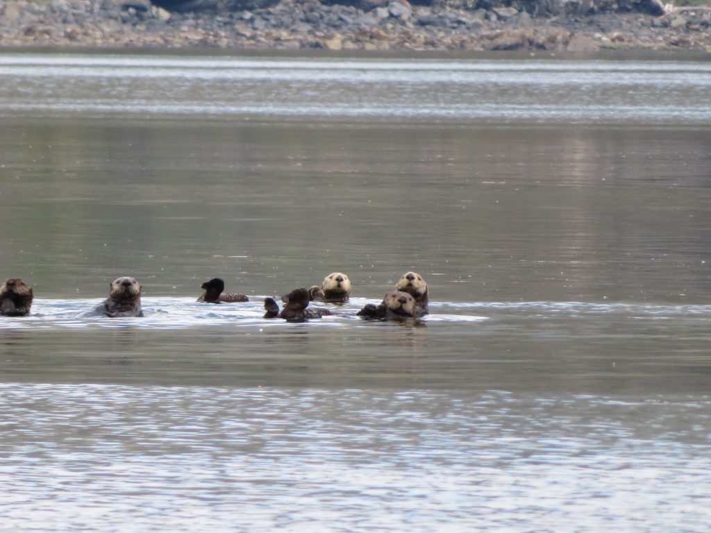 Sea Otter Kodiak Island Alaska United States of America USA