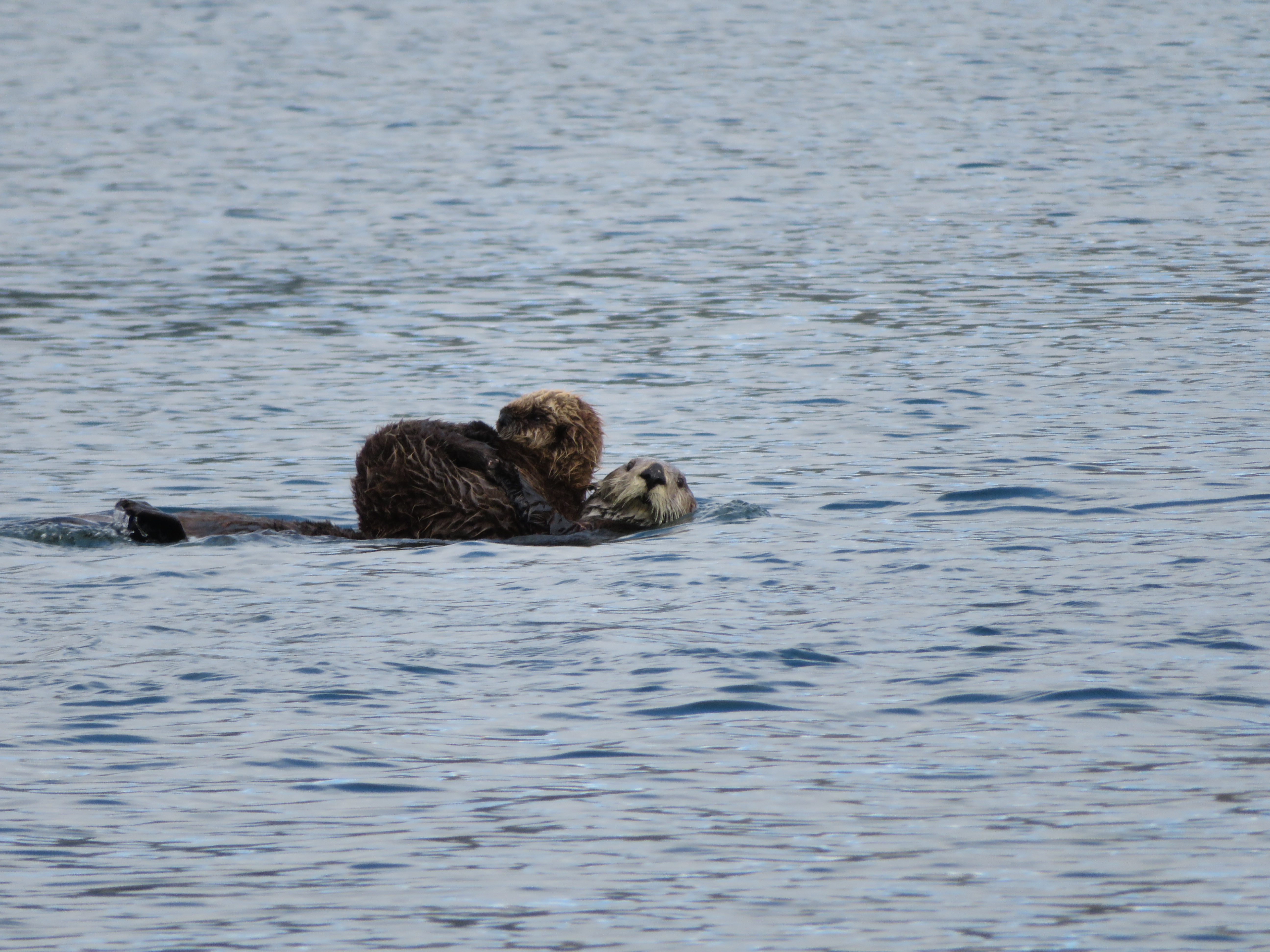 Sea Otter Kodiak Island Alaska United States of America USA