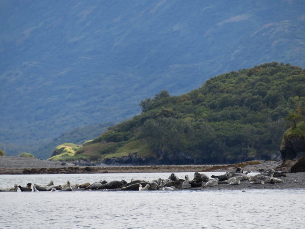 Seal Kodiak Island Alaska United States of America USA