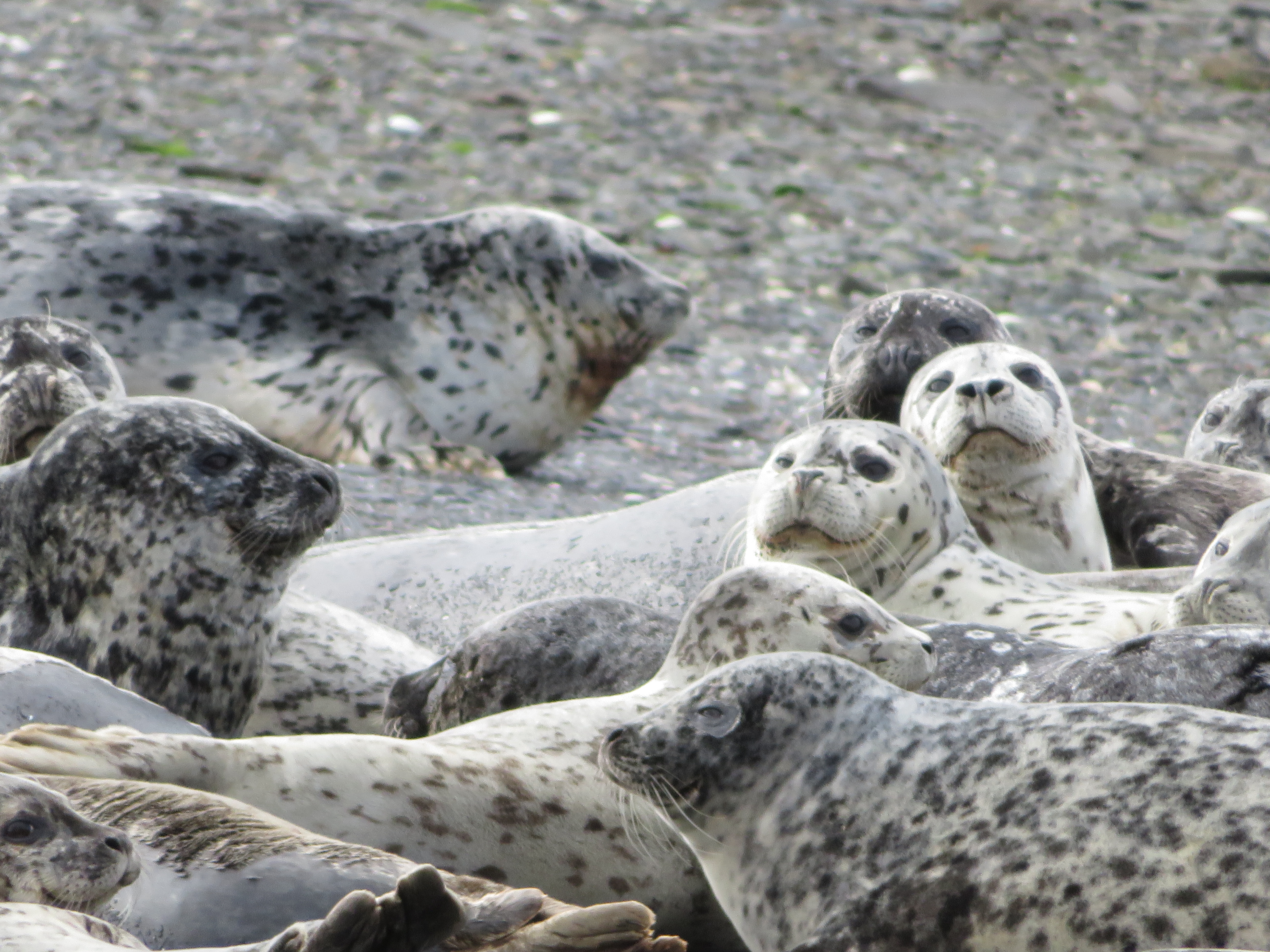 Seal Kodiak Island Alaska United States of America USA