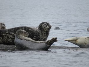 Seal Kodiak Island Alaska United States of America USA