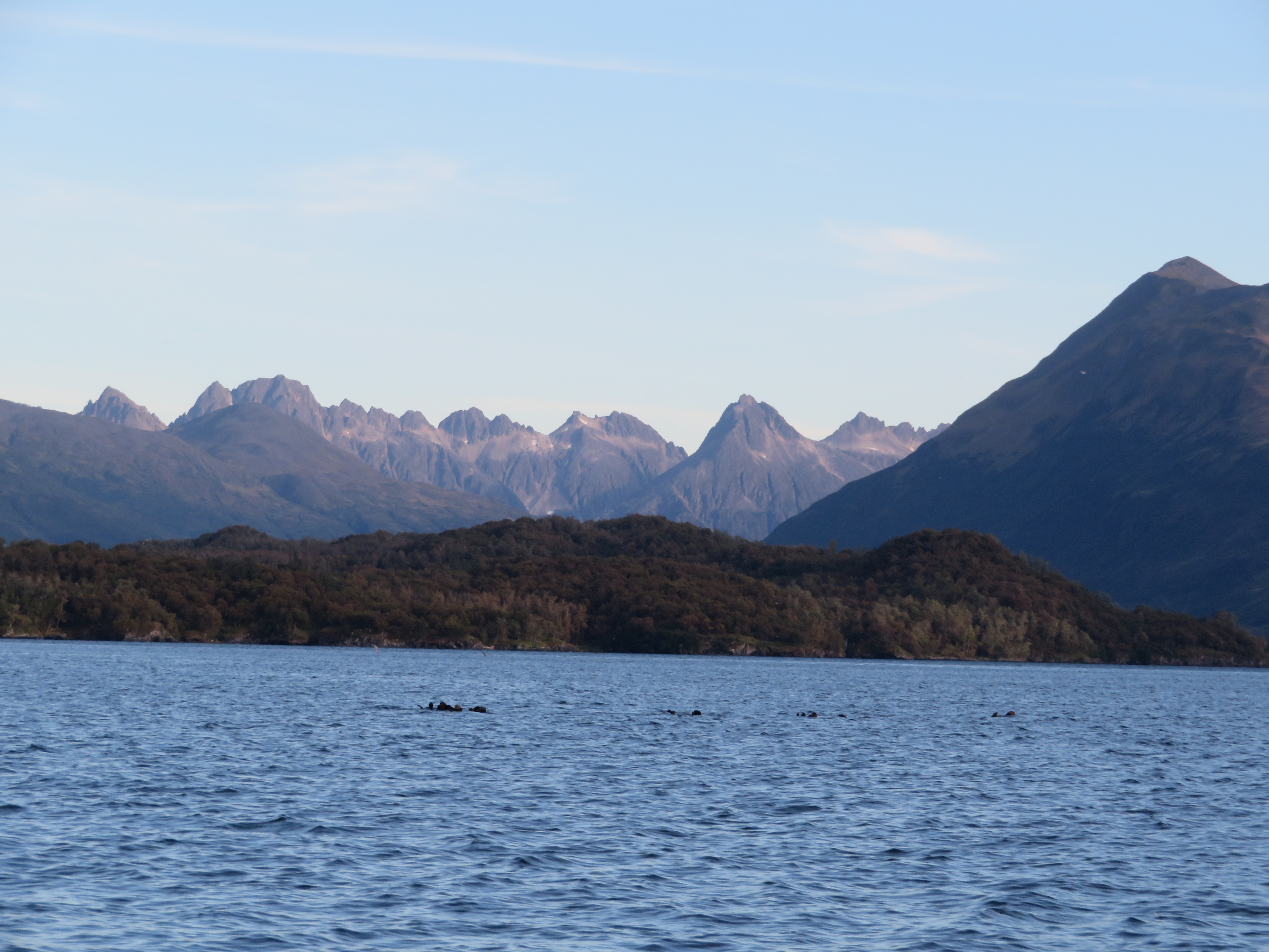 Sea Otter Kodiak Island Alaska United States of America USA