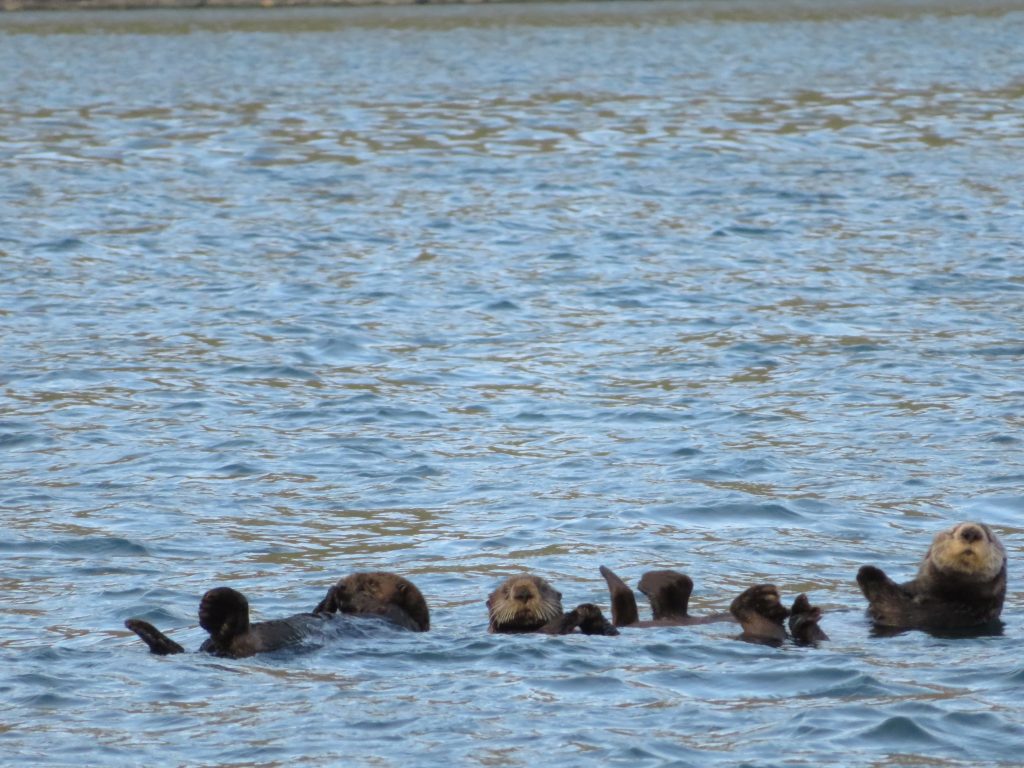 Sea Otter Kodiak Island Alaska United States of America USA