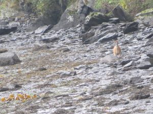 Deer Kodiak Island Alaska United States of America USA