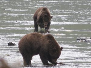 Kodiak Brown Bear Kodiak Island Alaska United States of America USA