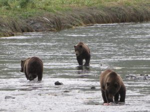 Kodiak Brown Bear Kodiak Island Alaska United States of America USA