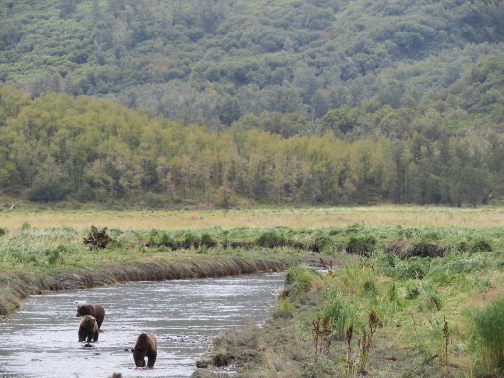 Kodiak Brown Bear Kodiak Island Alaska United States of America USA