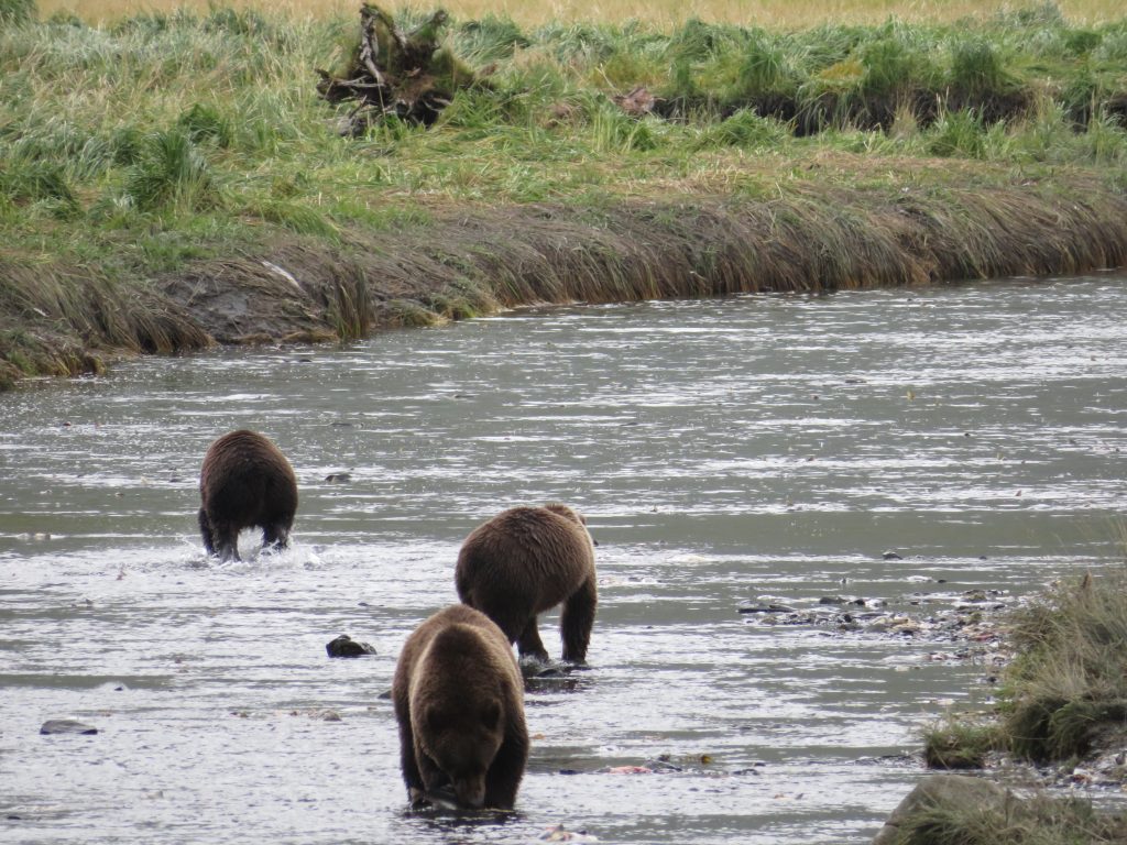 Kodiak Brown Bear Kodiak Island Alaska United States of America USA