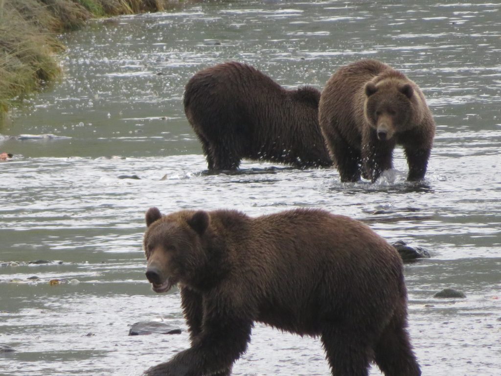 Kodiak Brown Bear Kodiak Island Alaska United States of America USA