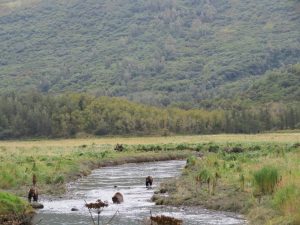 Kodiak Brown Bear Kodiak Island Alaska United States of America USA