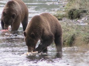 Kodiak Brown Bear Kodiak Island Alaska United States of America USA