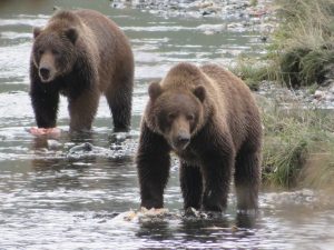 Kodiak Brown Bear Kodiak Island Alaska United States of America USA